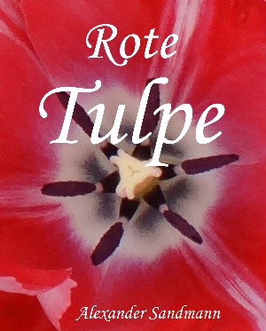Alexander Sandmann: Rote Tulpe
